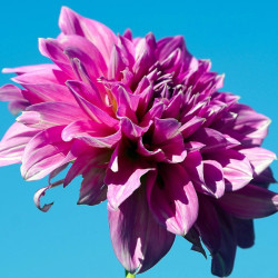 Bulbe de Dahlia décoratif Minouche