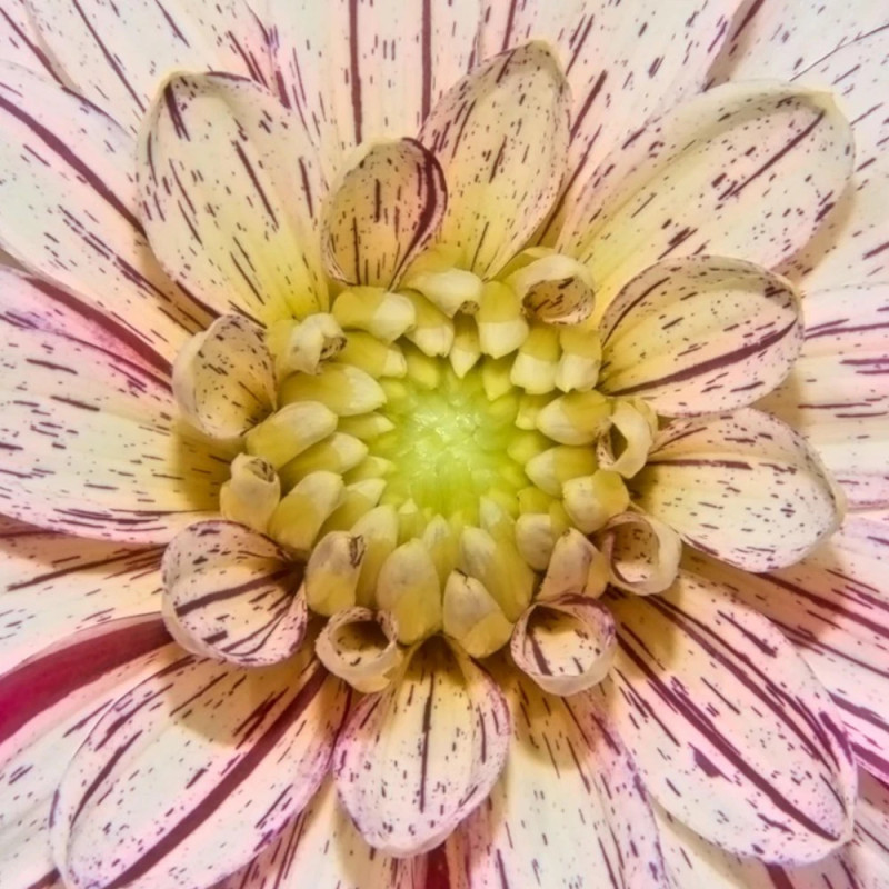 Bulbe de Dahlia décoratif Mistigris