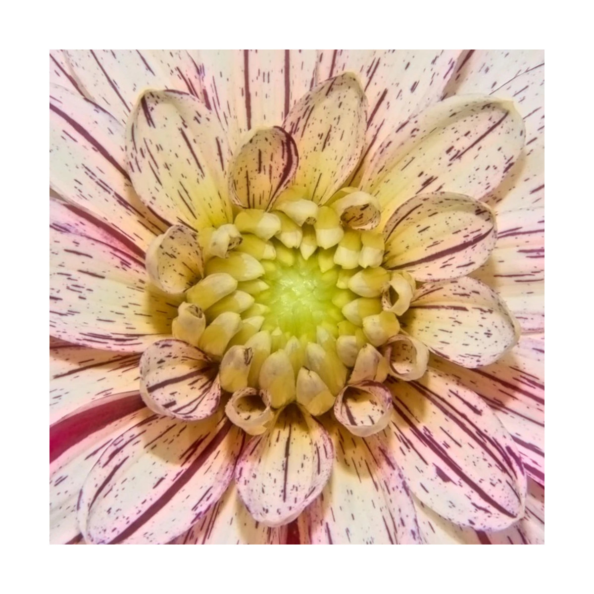 Bulbe de Dahlia décoratif Mistigris