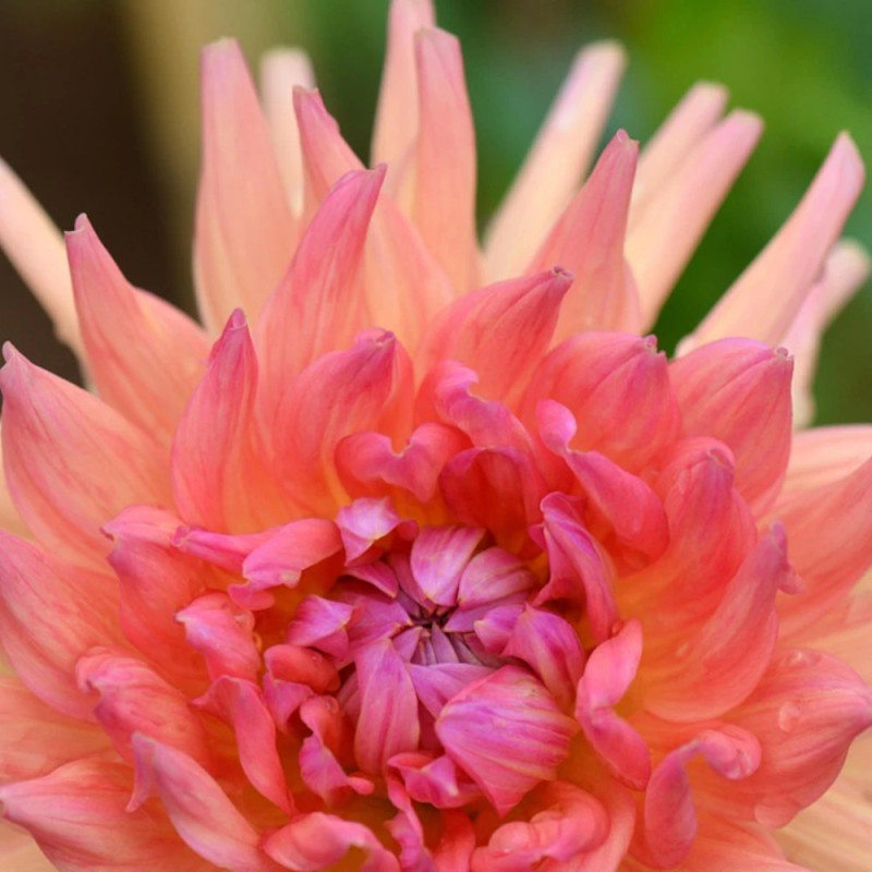 Bulbe de Dahlia décoratif Pashmina