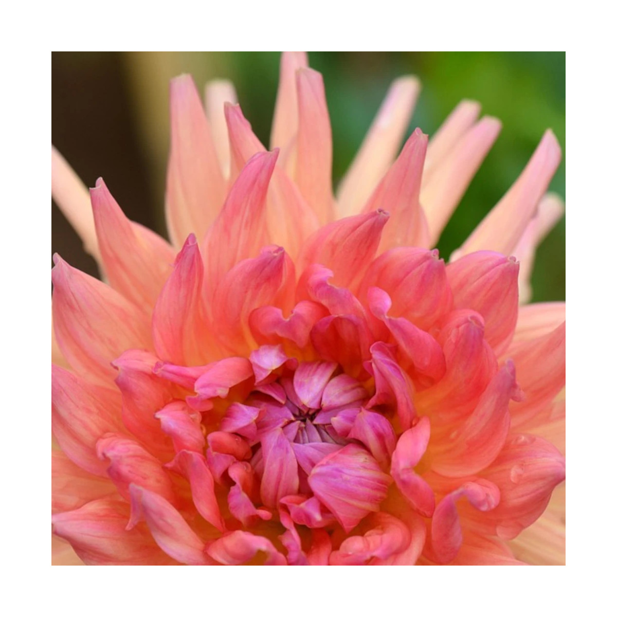 Bulbe de Dahlia décoratif Pashmina