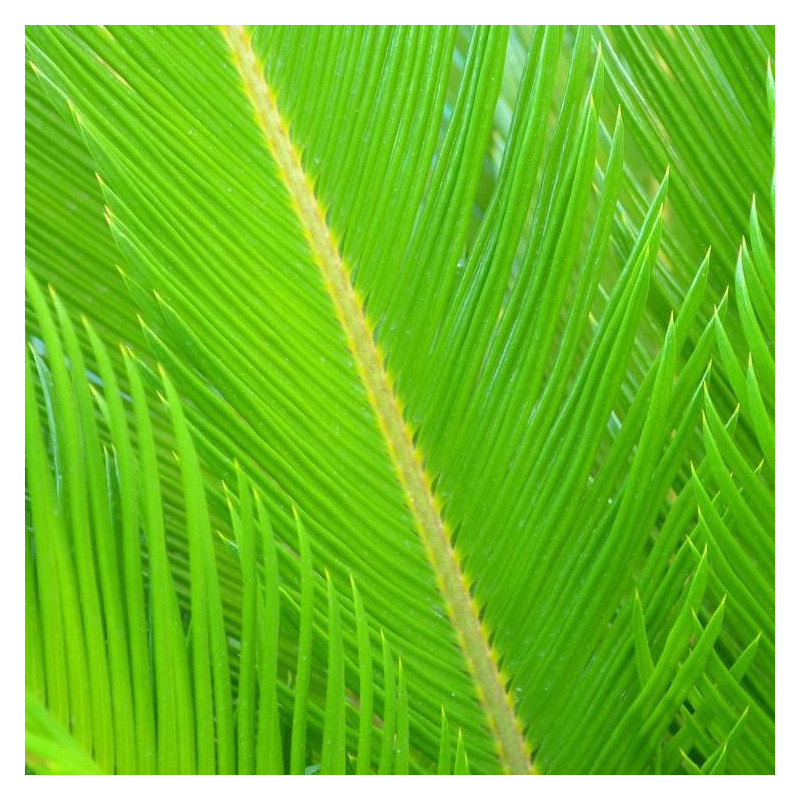 Cycas du Japon