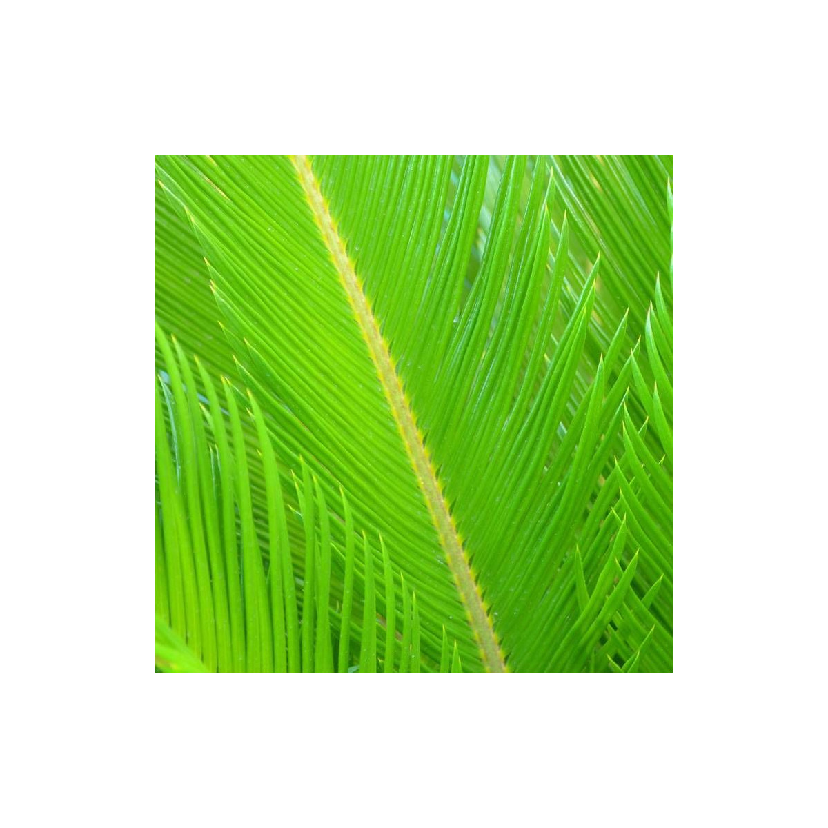 Cycas du Japon Cycas du Japon