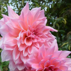 Bulbe de Dahlia décoratif Poésie