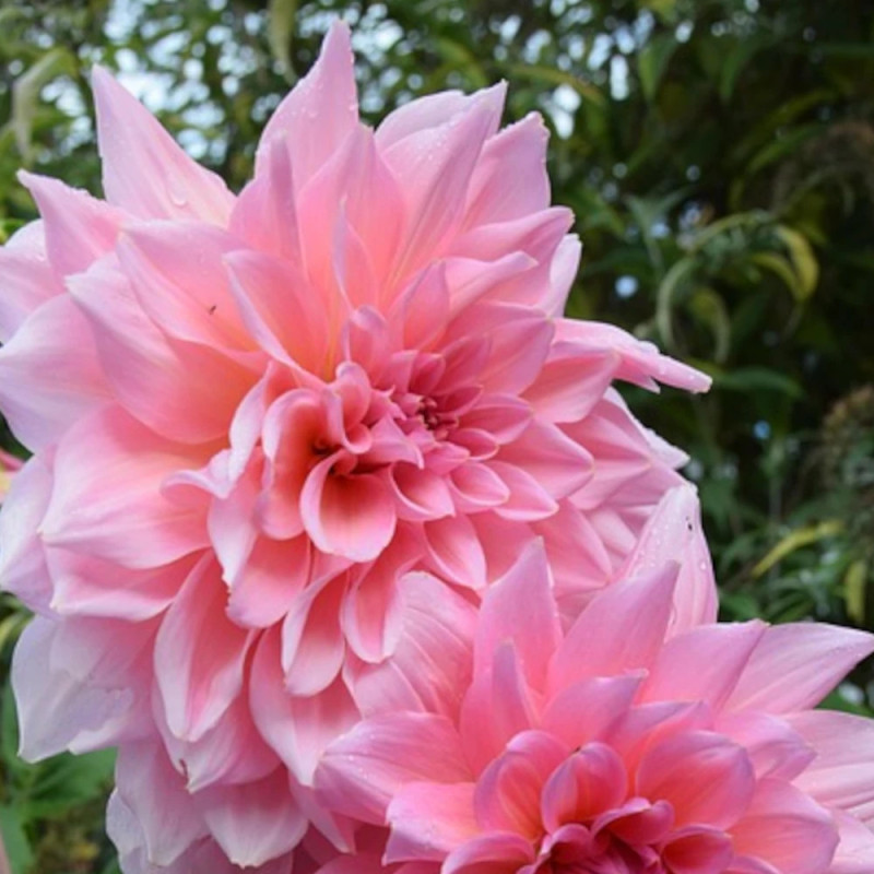 Bulbe de Dahlia décoratif Poésie