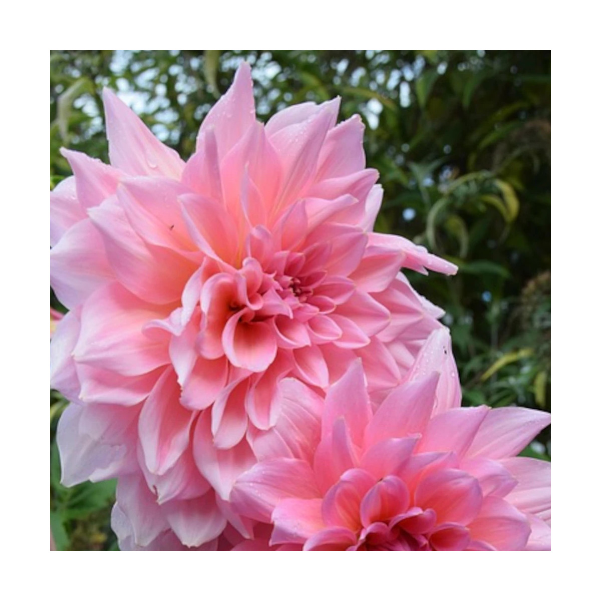 Bulbe de Dahlia décoratif Poésie Bulbe de Dahlia décoratif Poésie