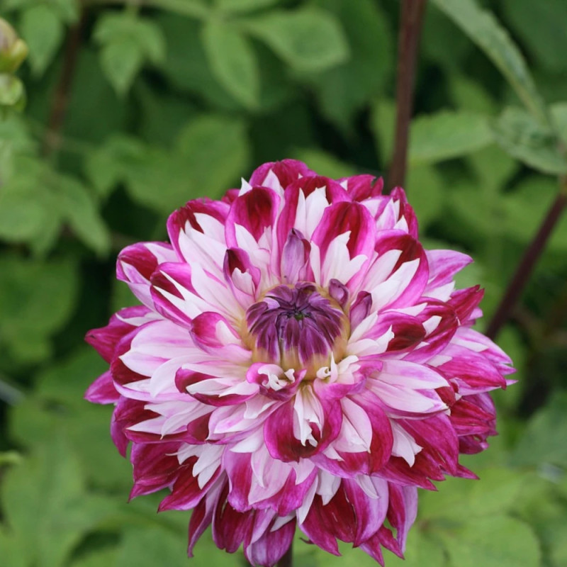 Dahlia décoratif Prince d'eckmuhl