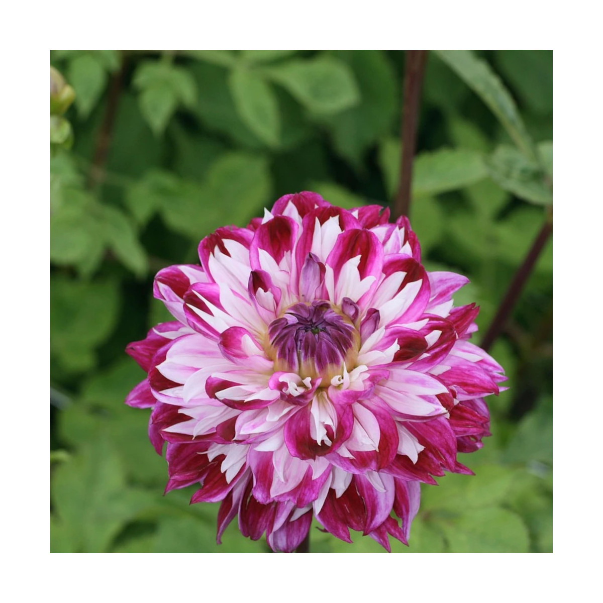 Dahlia décoratif Prince d'eckmuhl Dahlia décoratif Prince d'eckmuhl