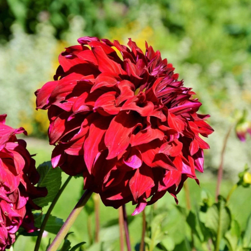 Bulbe de Dahlia décoratif Spartacus
