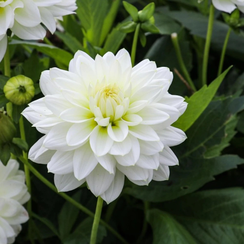 Bulbe de Dahlia décoratif Blankass
