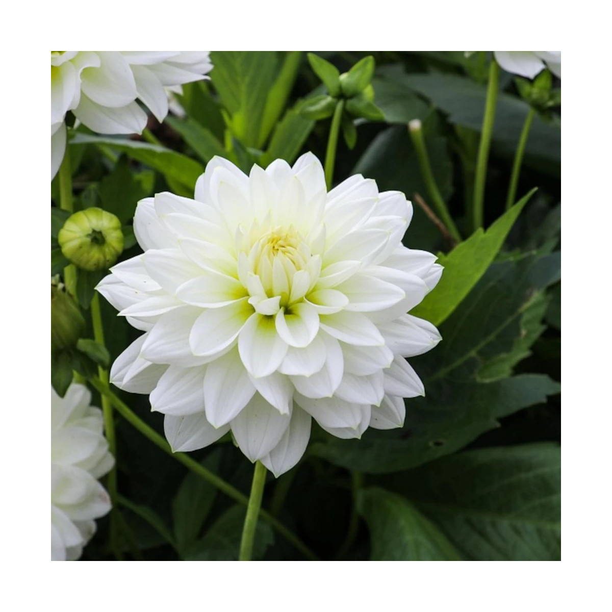 Bulbe de Dahlia décoratif Blankass Bulbe de Dahlia décoratif Blankass