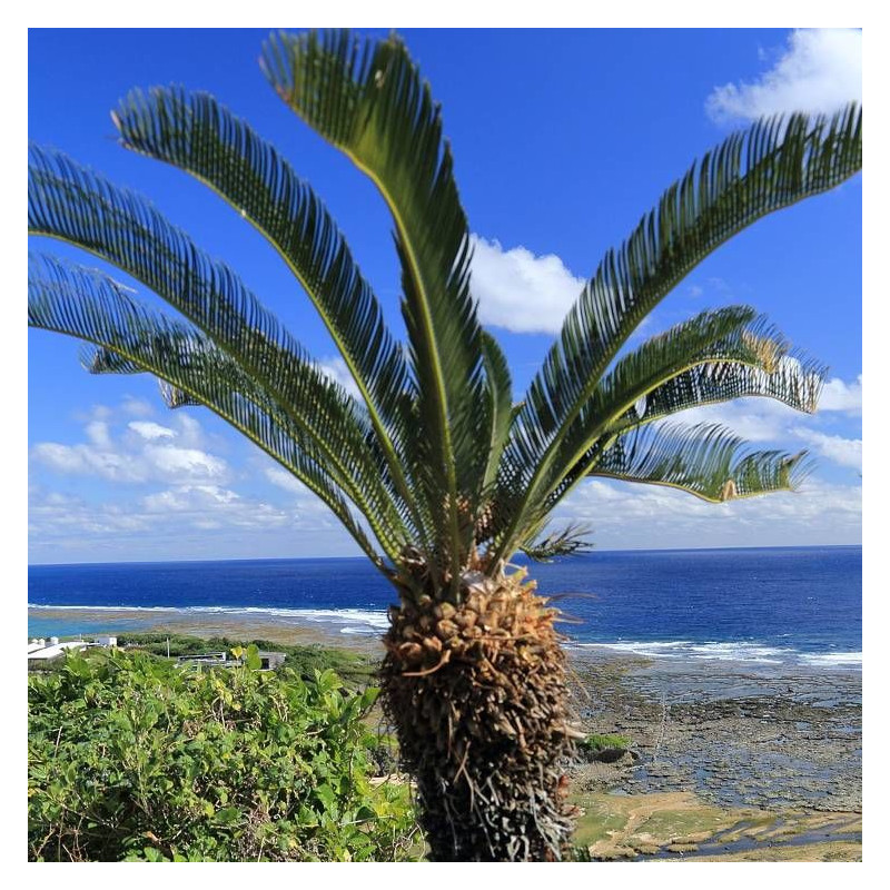 Cycas du Japon
