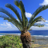 Cycas du Japon