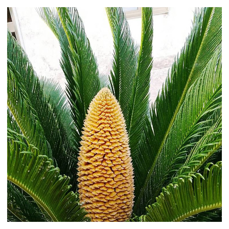 Cycas du Japon