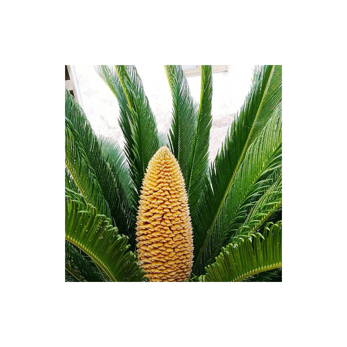 Cycas du Japon Cycas du Japon