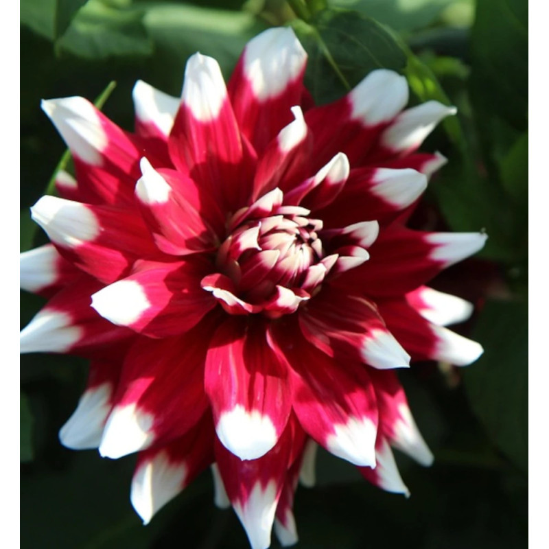 Bulbe de Dahlia décoratif nain Jamaica