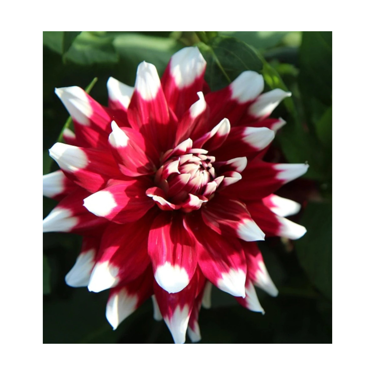Bulbe de Dahlia décoratif nain Jamaica