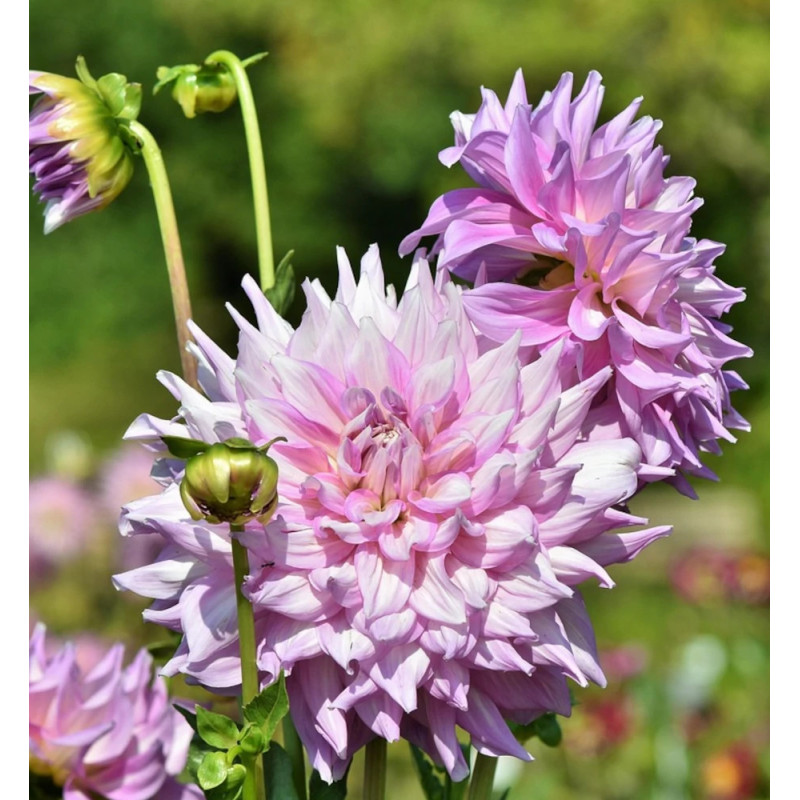 Bulbe de Dahlia décoratif nain Le thoureil