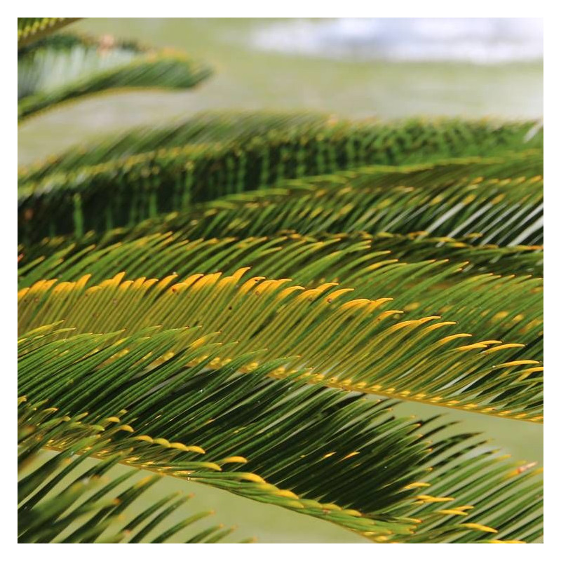 Cycas du Japon
