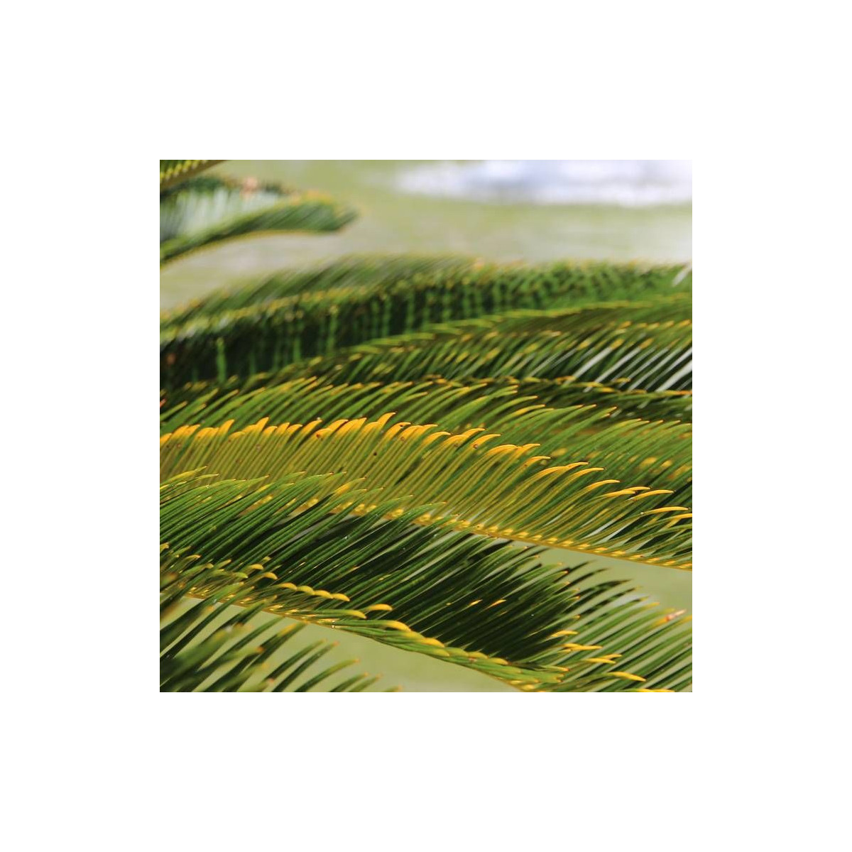 Cycas du Japon Cycas du Japon