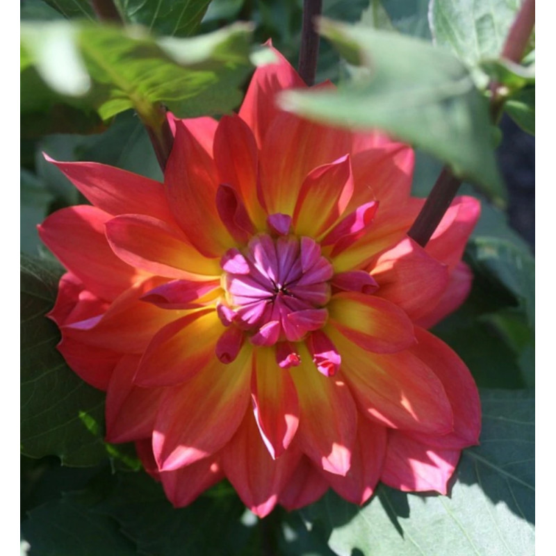 Bulbe de Dahlia décoratif nain Tricolor