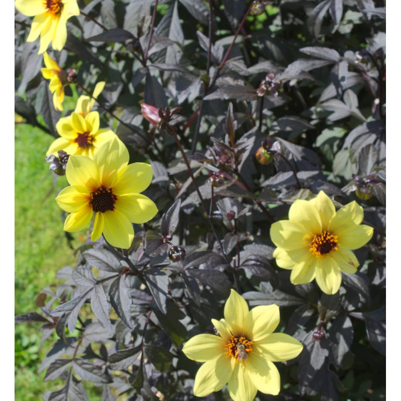 Bulbe de Dahlia  nain simple nain Bright and Black