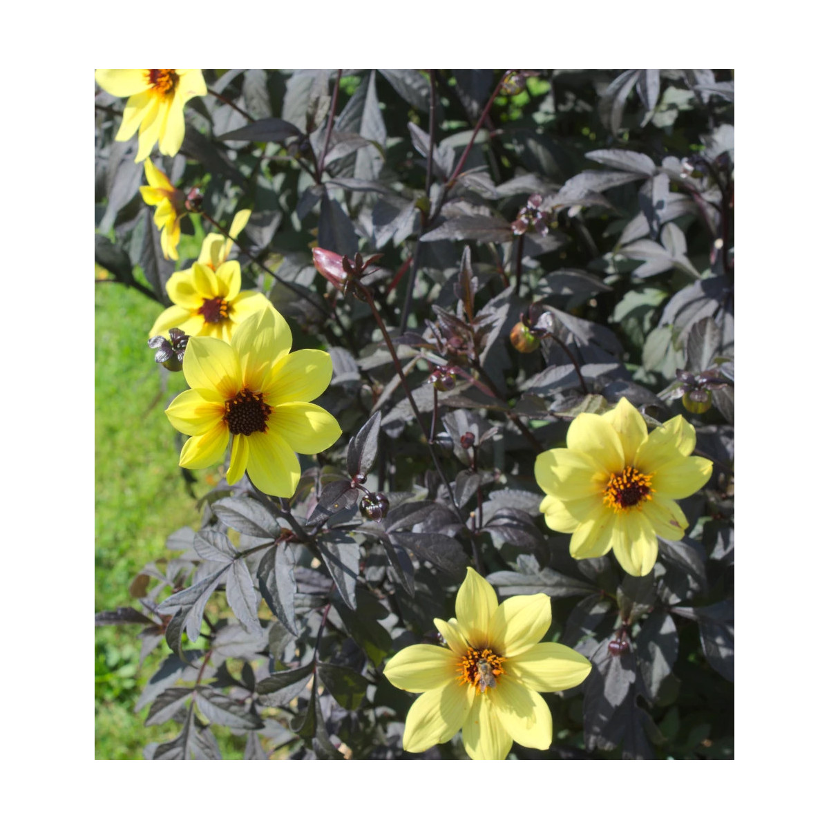 Bulbe de Dahlia  nain simple nain Bright and Black