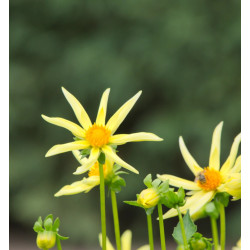 Bulbe de Dahlia nain simple 'Honka jaune'