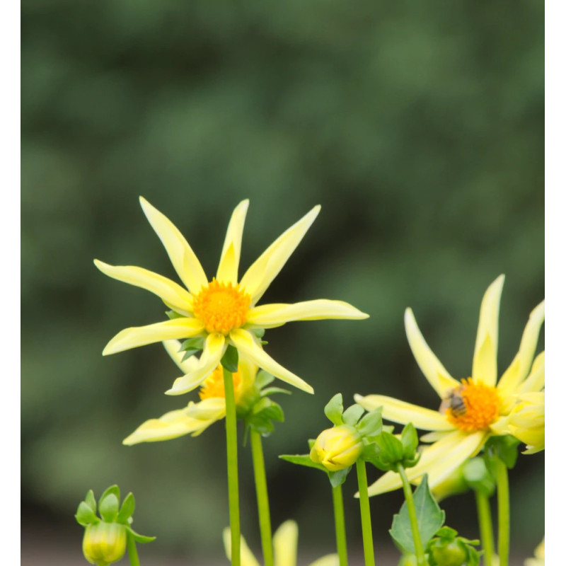 Bulbe de Dahlia nain simple 'Honka jaune'