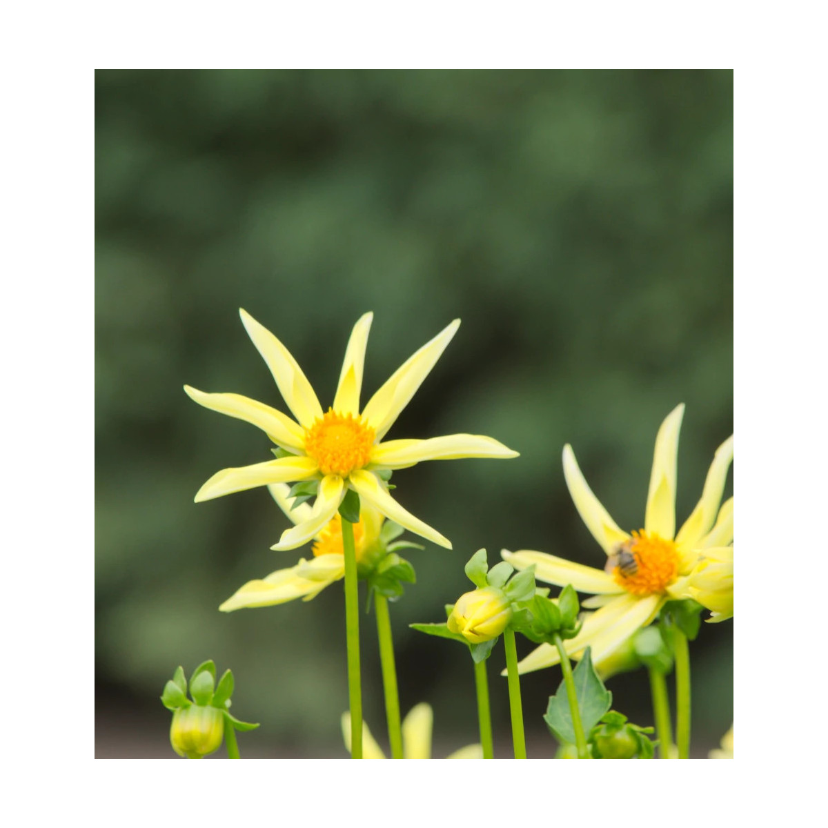 Bulbe de Dahlia nain simple 'Honka jaune'