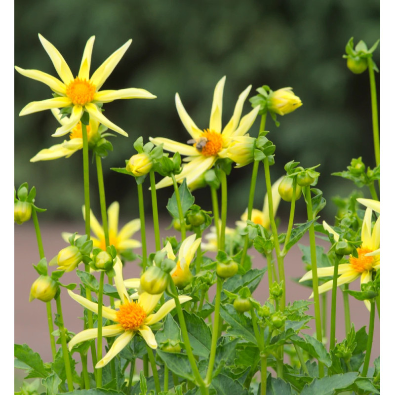 Bulbe de Dahlia nain simple Honka jaune