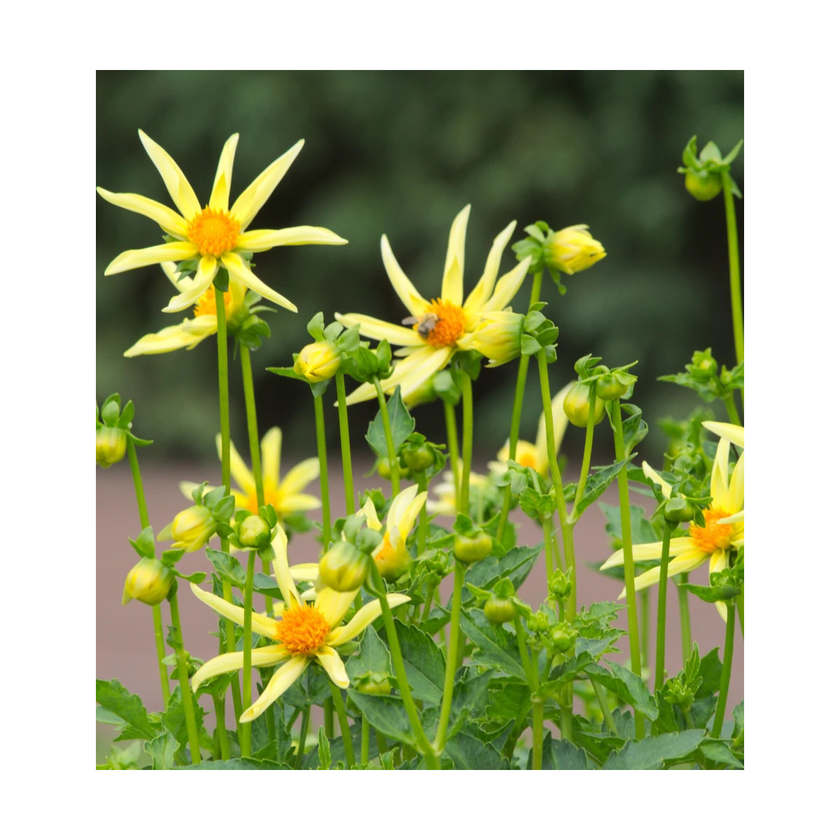 Bulbe de Dahlia nain simple 'Honka jaune'