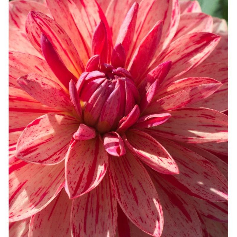 Bulbe de Dahlia décoratif nain Zanzibar