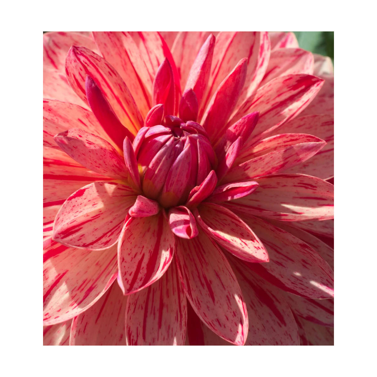 Bulbe de Dahlia décoratif nain Zanzibar