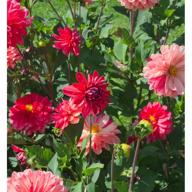 Bulbe de Dahlia décoratif nain Zanzibar