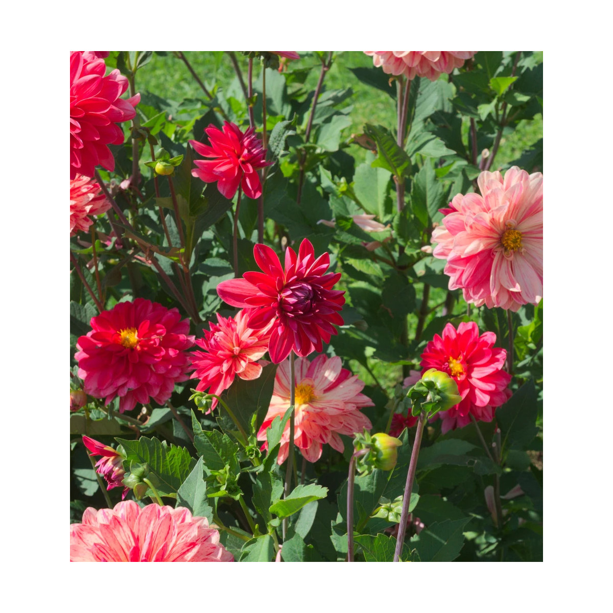Bulbe de Dahlia décoratif nain Zanzibar