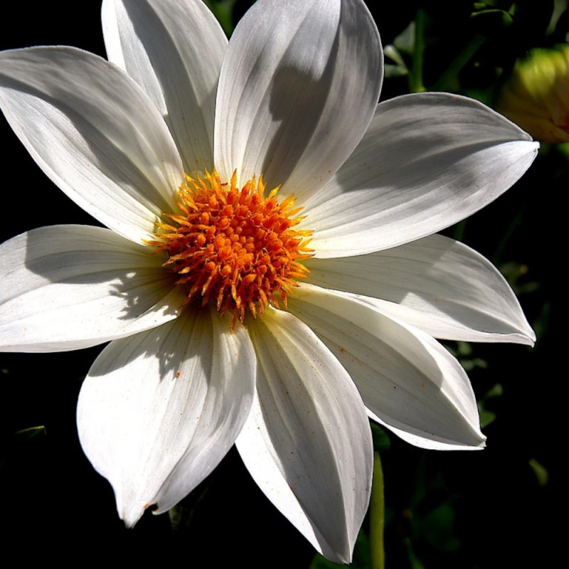 Bulbe de Dahlia nain simple Innocence