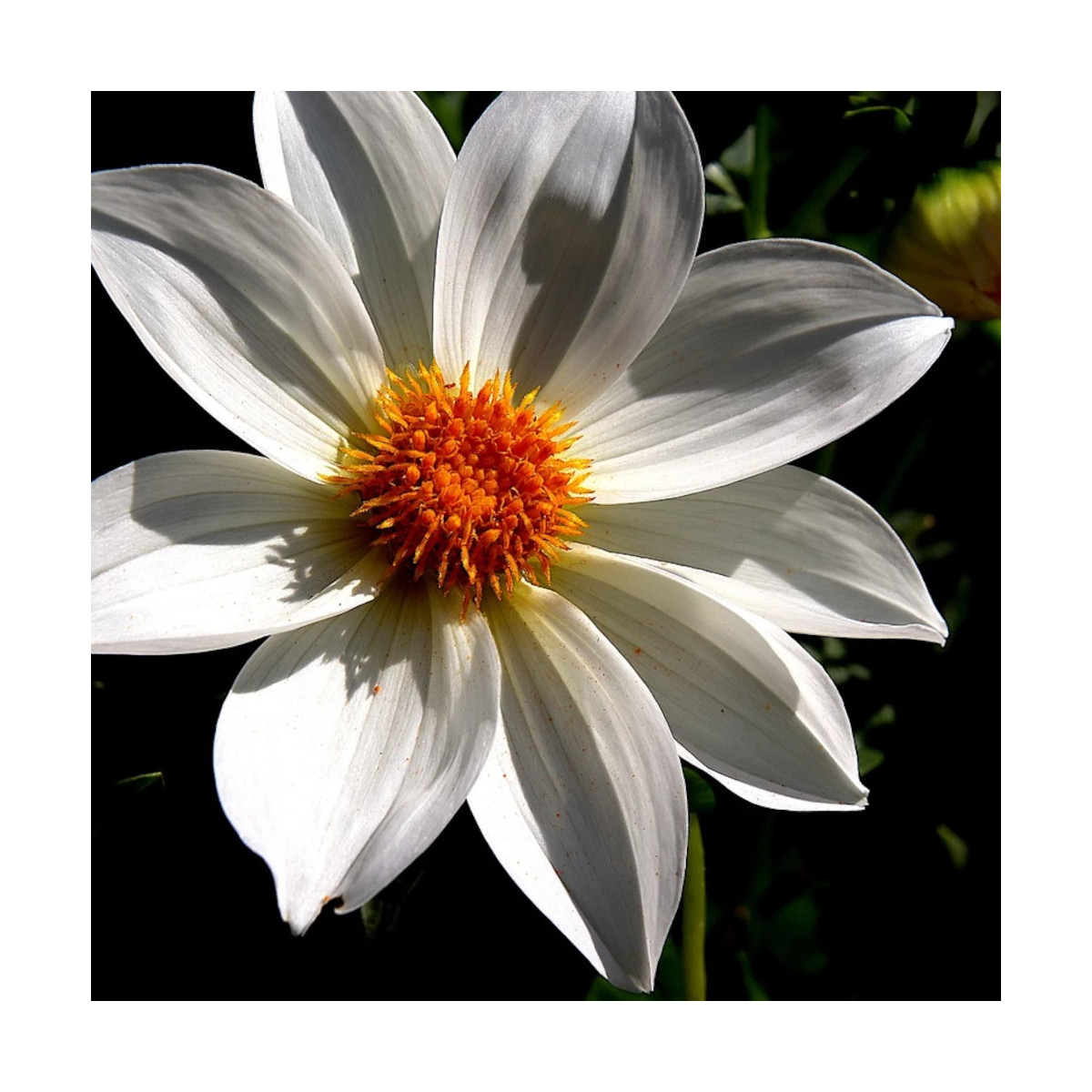Bulbe de Dahlia nain simple Innocence