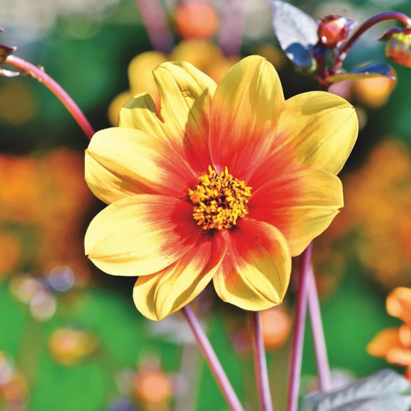 Bulbe de Dahlia nain simple Cordoba
