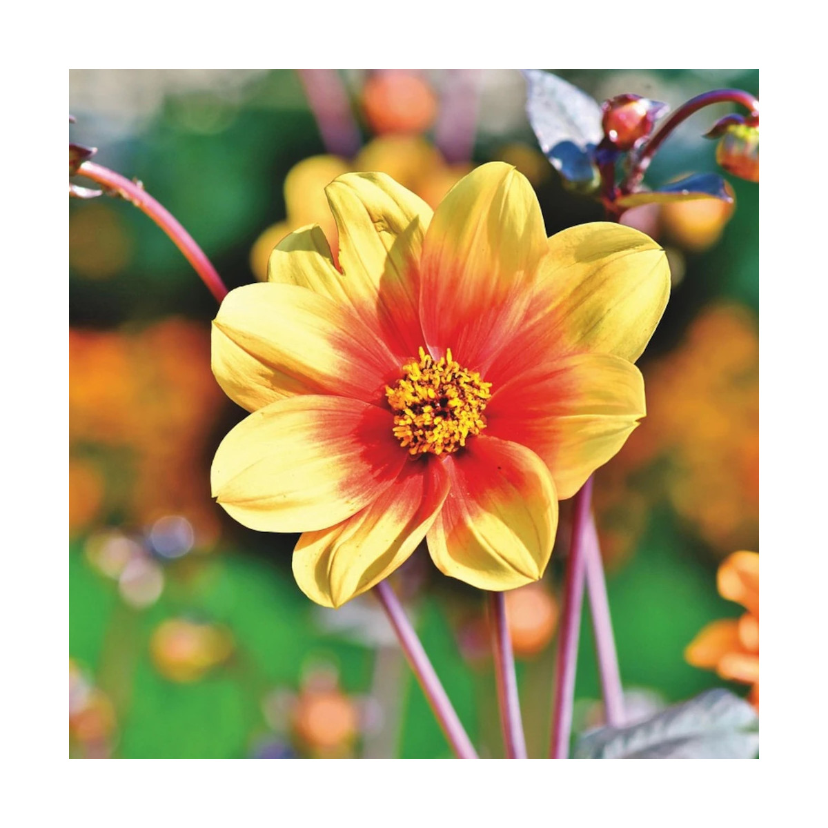 Bulbe de Dahlia nain simple Cordoba Bulbe de Dahlia nain simple Cordoba