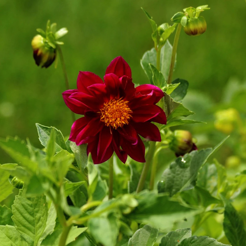 Bulbe de Dahlia géant Tartarus
