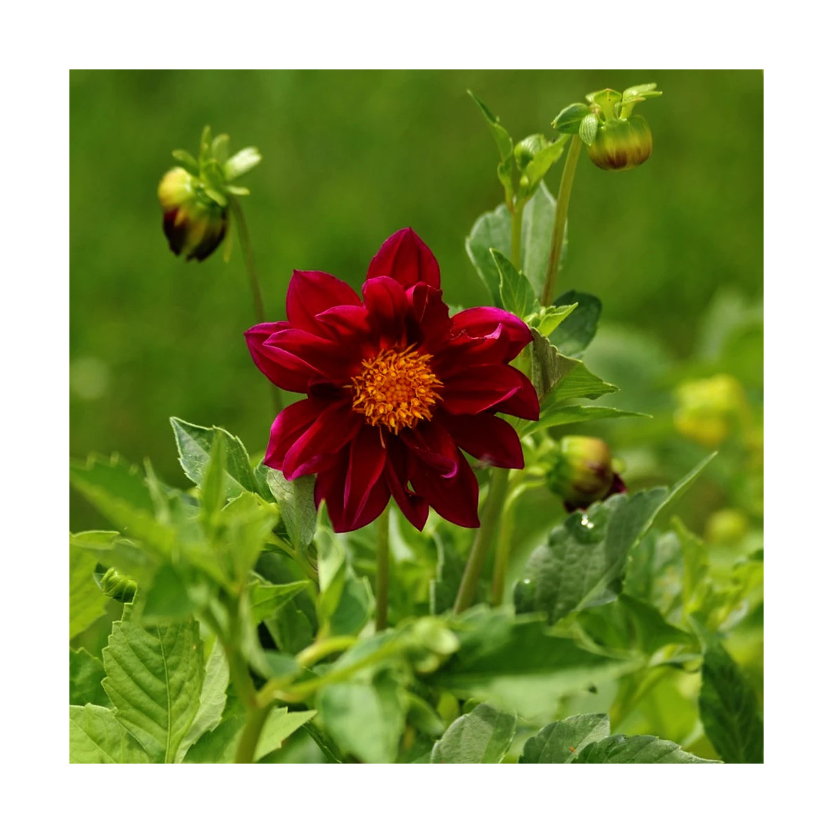Bulbe de Dahlia géant Tartarus