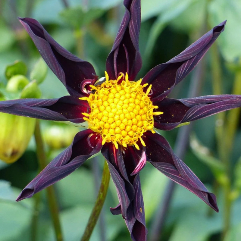 Bulbe de Dahlia nain simple Honka Verrone's Obsidian