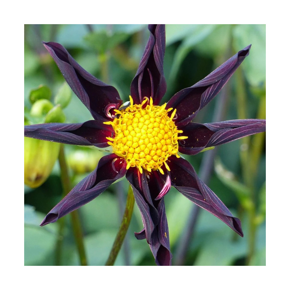 Bulbe de Dahlia nain simple Honka Verrone's Obsidian