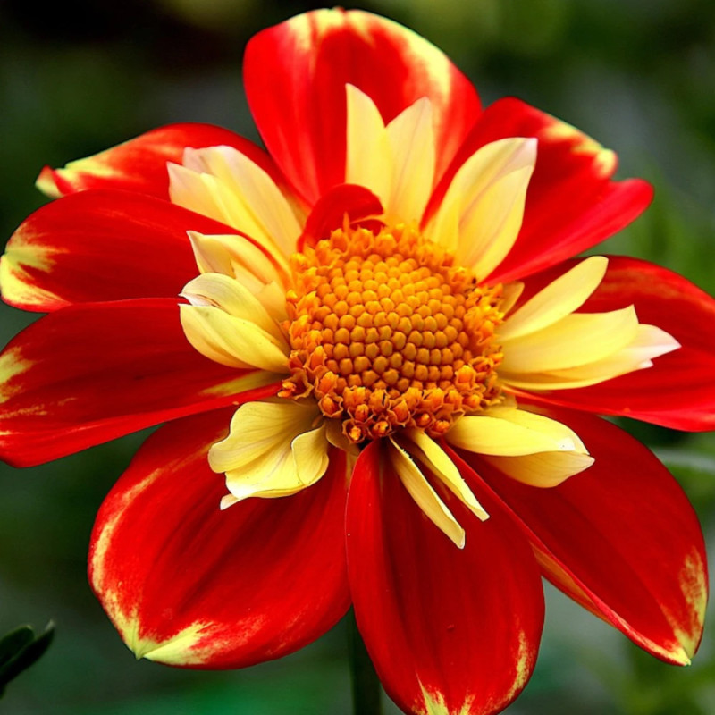 Bulbe de Dahlia collerette Pooh