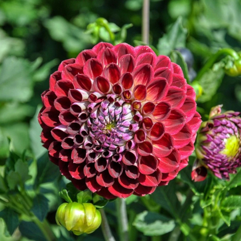 Bulbe de Dahlia pompon Radjah