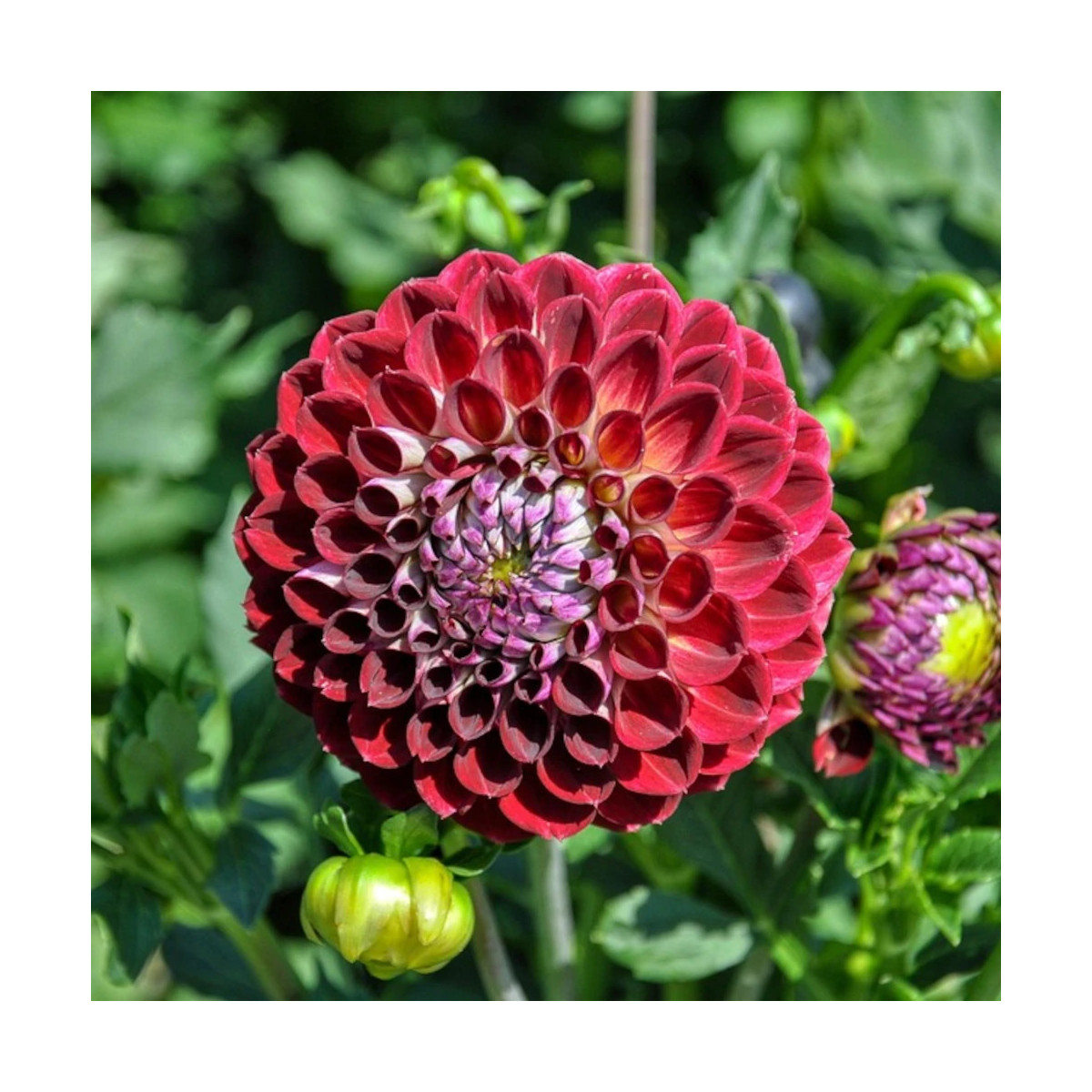 Bulbe de Dahlia pompon Radjah