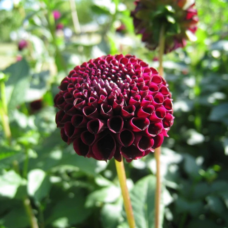 Bulbe de Dahlia pompon Othello