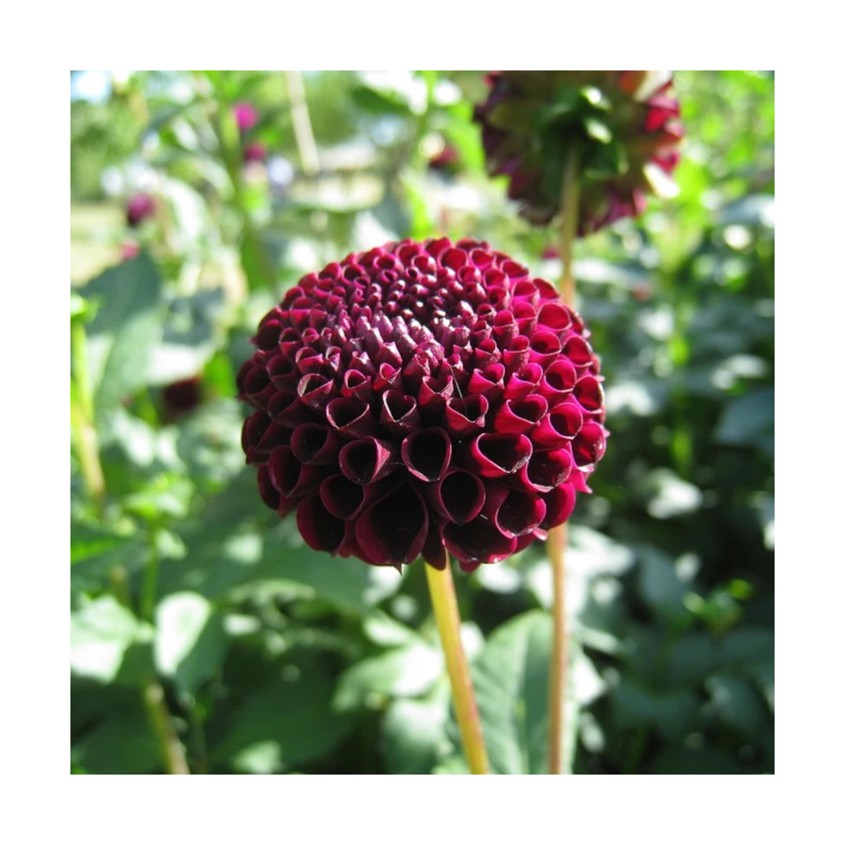 Bulbe de Dahlia pompon Othello
