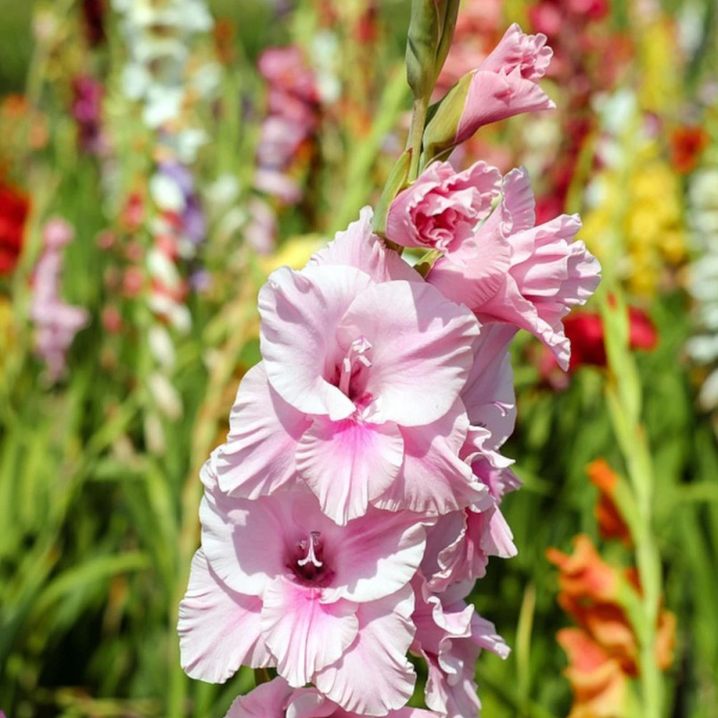 Glaïeul à grandes fleurs Cimarosa